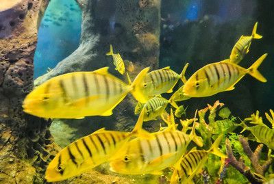 金龍魚熱帶魚怎么養：金龍魚熱帶魚怎么養，飼養時需要注意水溫、水質、喂食和疾病防治