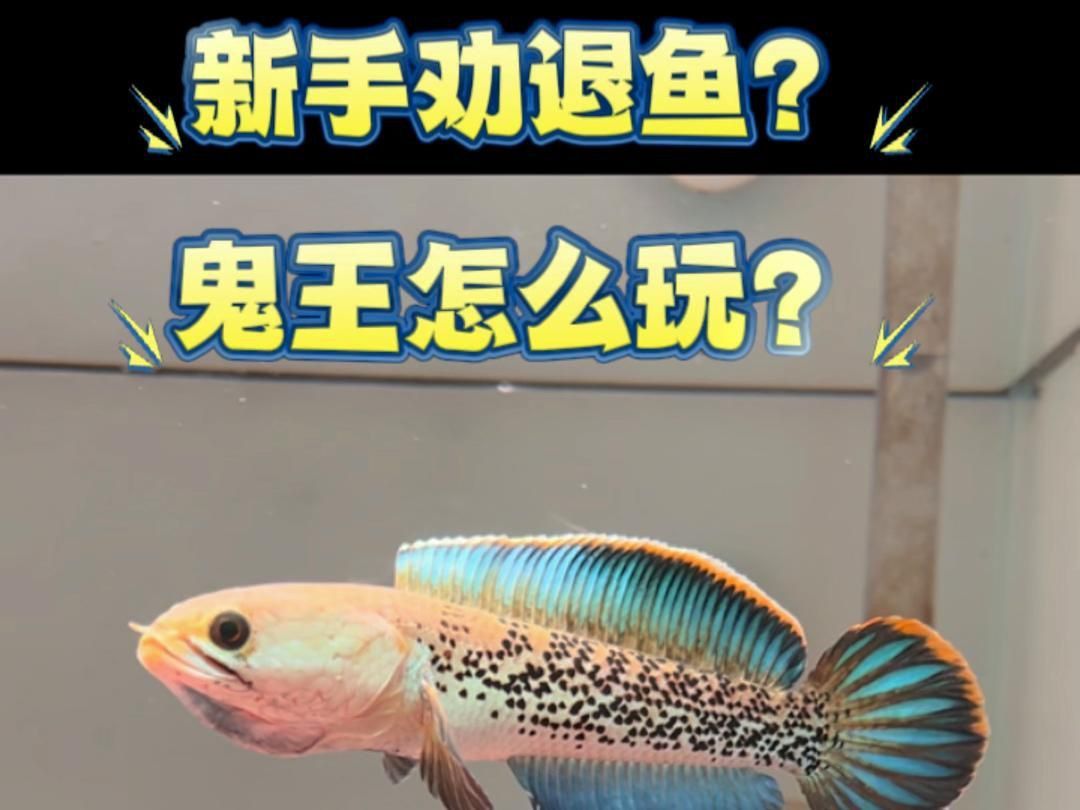 鬼王雷龍魚的最佳飼養環境是怎樣的？
