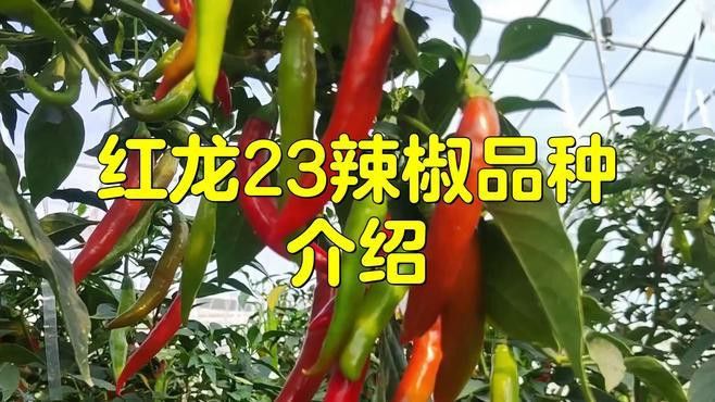 紅龍魚有名的漁場有哪些品種魚