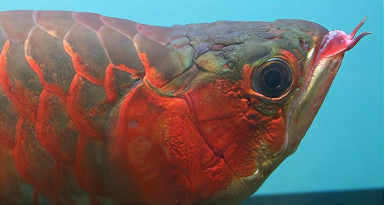 紅龍魚(yú)繁殖有多難？