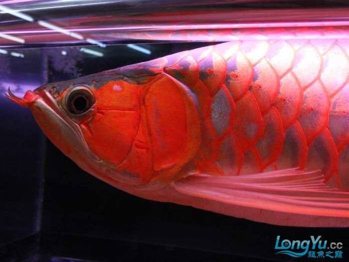 紅龍魚(yú)繁殖有多難？