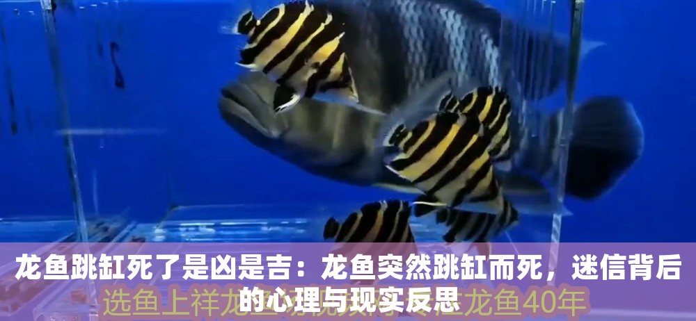 龍魚(yú)跳缸死了是兇是吉：龍魚(yú)突然跳缸而死，迷信背后的心理與現(xiàn)實(shí)反思