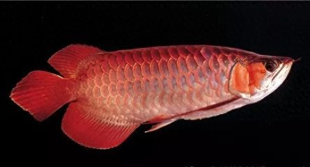 龍魚一年長(zhǎng)多少厘米：龍魚一年能長(zhǎng)多少？