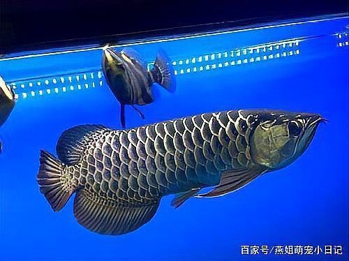 龍魚和什么魚搭配顯得高檔一點(diǎn)呢