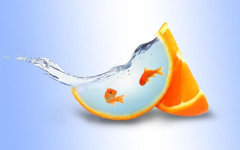 金龍魚魚缸背景圖高清