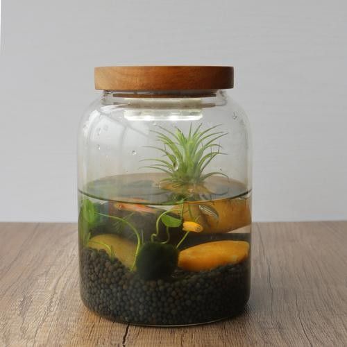 金龍魚魚缸背景圖高清