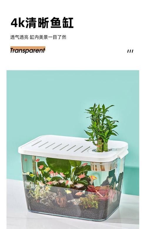 金龍魚魚缸背景圖高清