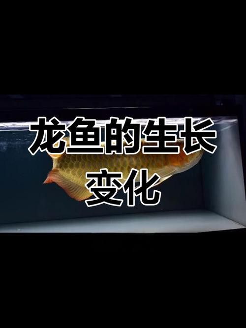 金龍魚幾年長到50cm