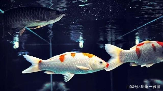 龍魚是冷水魚嗎為什么那么貴：龍魚屬于冷水魚嗎