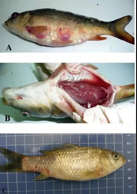 如何預(yù)防龍魚再次生病？