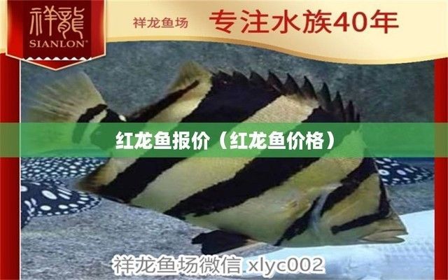 紅龍魚市場價格查詢最新（如何獲取紅龍魚市場價格信息）