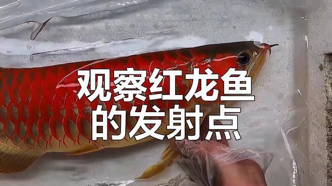 紅龍魚鱗片發(fā)色如何評估？