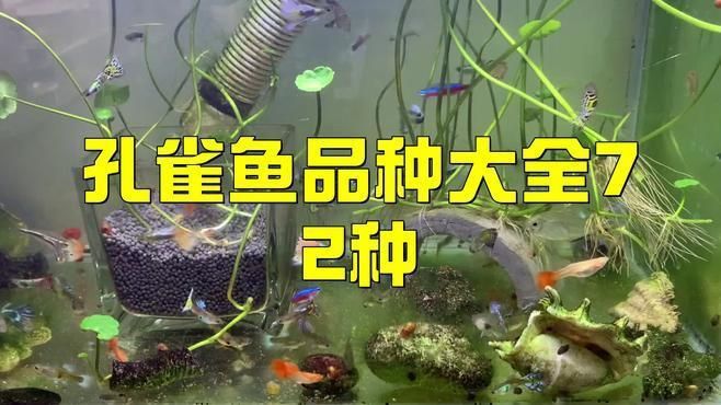 自龍魚(yú)之巔養(yǎng)龍的6個(gè)錯(cuò)誤方法，你中招了嗎，，養(yǎng)龍的誤區(qū)，你中招了嗎？