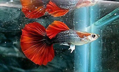 自龍魚(yú)之巔養(yǎng)龍的6個(gè)錯(cuò)誤方法，你中招了嗎，，養(yǎng)龍的誤區(qū)，你中招了嗎？