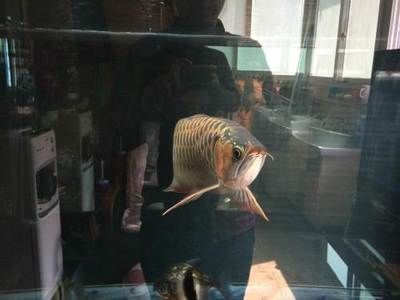 龍魚轉讓合法：個人轉讓龍魚合法嗎？ 龍魚轉讓合法：個人轉讓龍魚合法嗎？ 龍魚百科 第1張