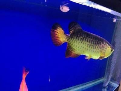 龍魚轉讓合法：個人轉讓龍魚合法嗎？ 龍魚轉讓合法：個人轉讓龍魚合法嗎？ 龍魚百科 第3張
