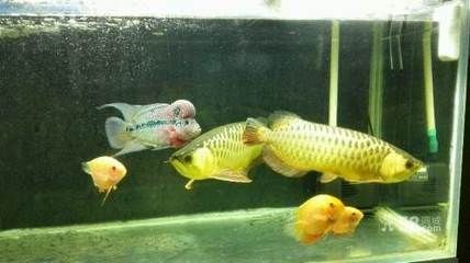 龍魚轉讓合法：個人轉讓龍魚合法嗎？ 龍魚轉讓合法：個人轉讓龍魚合法嗎？ 龍魚百科 第5張