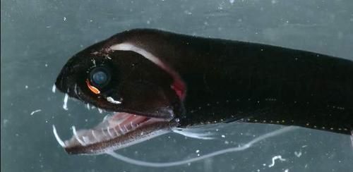 巴卡雷龍魚(yú)如何防范陸地捕食者：巴卡雷龍魚(yú)偽裝機(jī)制研究