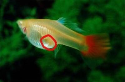 紅龍魚怎么區分公母圖解（紅龍魚的性別區分方法及其對應的圖解解釋紅龍魚怎么分公母）