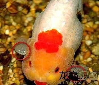 紅龍魚怎么區分公母圖解（紅龍魚的性別區分方法及其對應的圖解解釋紅龍魚怎么分公母）