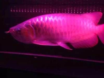 紅龍3a和5a有什么區別：紅龍3a和5a和5a數據線和5a數據線的區別 紅龍3a和5a有什么區別：紅龍3a和5a和5a數據線和5a數據線的區別 龍魚百科 第1張