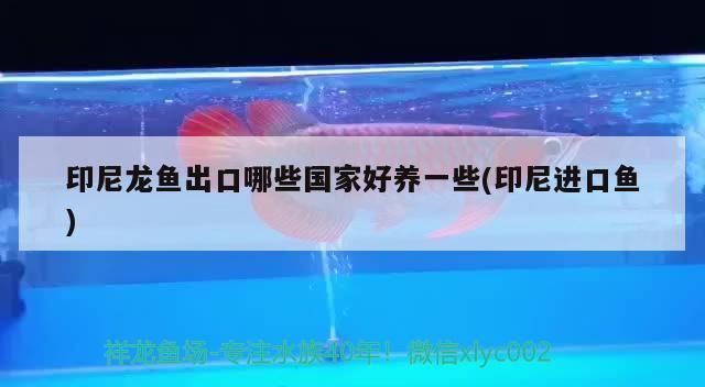 星點(diǎn)龍魚最大能長多大：星點(diǎn)龍魚成魚的奧秘