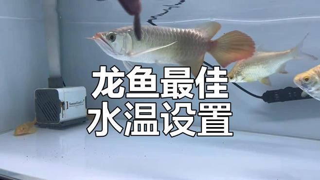 短身福龍魚的最佳飼養溫度