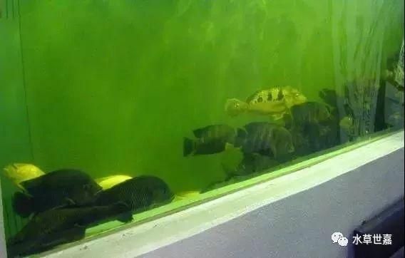 龍魚會所:不同地區龍魚會所基本概況 龍魚百科 第4張 龍魚會所:不同地區龍魚會所基本概況 龍魚會所:不同地區龍魚會所基本概況 龍魚百科 第4張