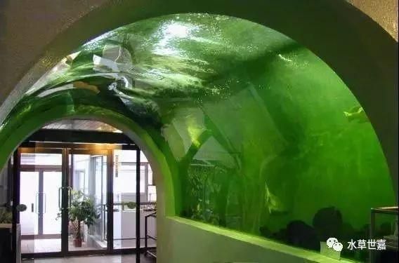 龍魚會所:不同地區龍魚會所基本概況 龍魚百科 第3張 龍魚會所:不同地區龍魚會所基本概況 龍魚會所:不同地區龍魚會所基本概況 龍魚百科 第3張