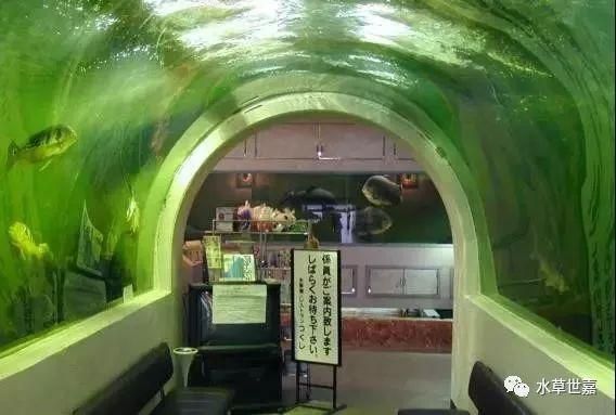 龍魚會所:不同地區龍魚會所基本概況 龍魚百科 第5張 龍魚會所:不同地區龍魚會所基本概況 龍魚會所:不同地區龍魚會所基本概況 龍魚百科 第5張