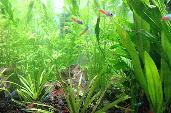 水草養殖環境優化方案：水草養殖優化方案