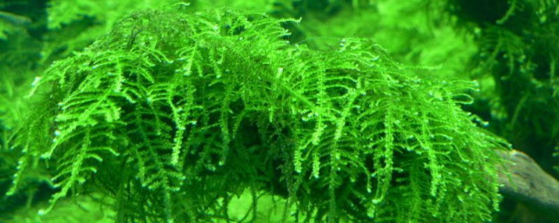 水草養殖環境優化方案：水草養殖優化方案