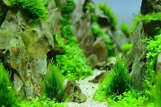 水草養殖環境優化方案：水草養殖優化方案