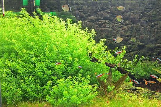 水草養殖環境優化方案：水草養殖優化方案