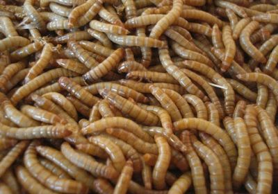 面包蟲喂龍魚:喂食面包蟲可以作為龍魚的飼料之一但需要注意一些事項 龍魚百科 第3張 面包蟲喂龍魚:喂食面包蟲可以作為龍魚的飼料之一但需要注意一些事項 面包蟲喂龍魚:喂食面包蟲可以作為龍魚的飼料之一但需要注意一些事項 龍魚百科 第3張