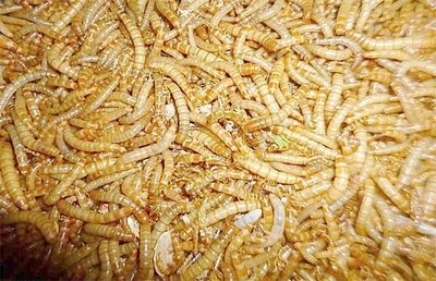面包蟲喂龍魚:喂食面包蟲可以作為龍魚的飼料之一但需要注意一些事項 龍魚百科 第1張 面包蟲喂龍魚:喂食面包蟲可以作為龍魚的飼料之一但需要注意一些事項 面包蟲喂龍魚:喂食面包蟲可以作為龍魚的飼料之一但需要注意一些事項 龍魚百科 第1張