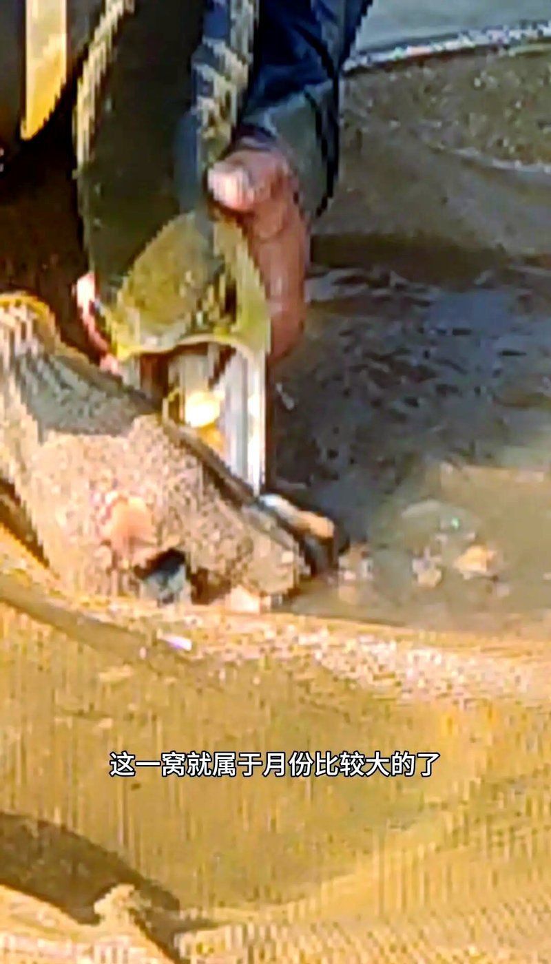 金頭過背金龍魚繁殖技巧