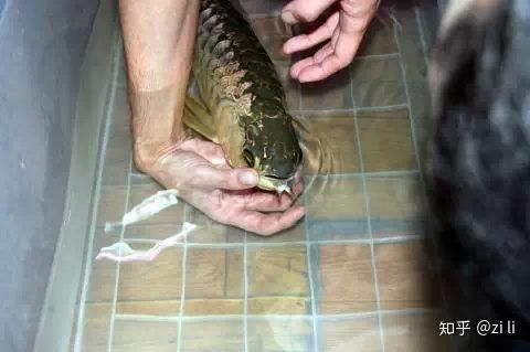 金頭過背金龍魚繁殖技巧