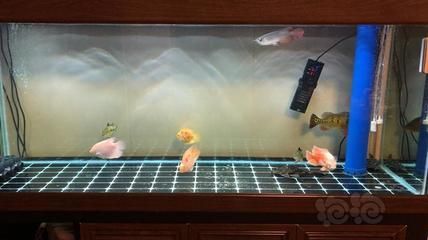 龍魚進貨渠道是什么：龍魚的進貨渠道是什么？ 龍魚進貨渠道是什么：龍魚的進貨渠道是什么？ 龍魚百科 第3張
