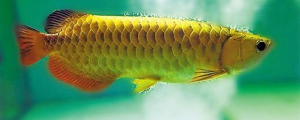 龍魚生長期：龍魚幼苗期如何挑選，龍魚亞成期飲食指南