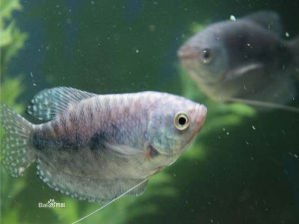 龍魚變色怎么回事視頻教程圖片：龍魚變色視頻教程