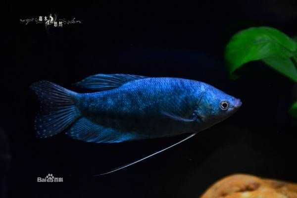 龍魚變色怎么回事視頻教程圖片：龍魚變色視頻教程