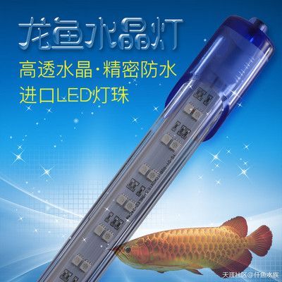 龍魚燈離水面距離：龍魚燈離水面距離水面距離的最佳實踐 龍魚燈離水面距離：龍魚燈離水面距離水面距離的最佳實踐 龍魚百科 第1張