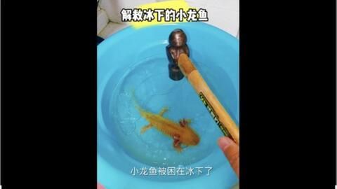 小龍魚喂多少：小龍魚的喂養方法