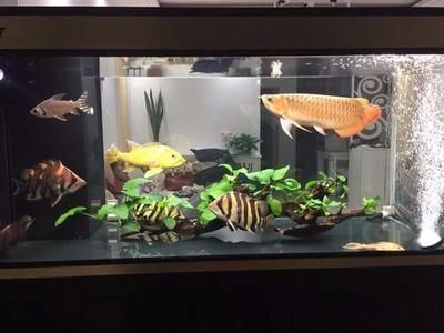 金龍魚(yú)單養(yǎng)好還是加配魚(yú)好：金龍魚(yú)單養(yǎng)和加配魚(yú)好還是加配魚(yú)好(金龍魚(yú)單養(yǎng)好還是加配魚(yú)好