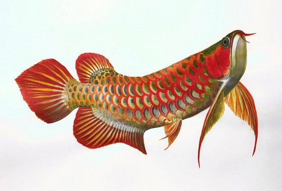 如何更新紅龍魚血統(tǒng)證書？