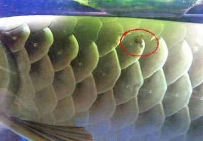 龍魚感染寄生蟲的癥狀（龍魚感染寄生蟲的癥狀可以分為體外寄生蟲和體內寄生蟲兩種情況）