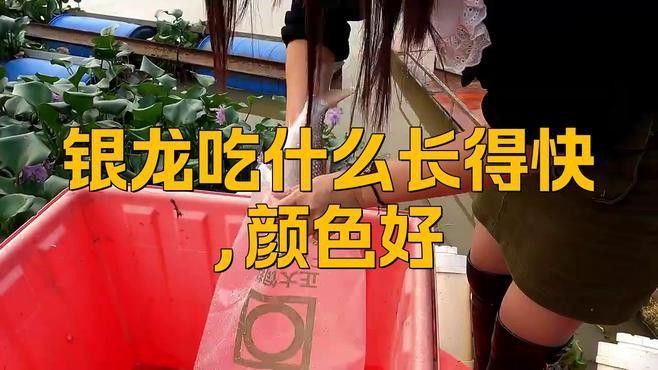 怎樣飼養(yǎng)銀龍魚視頻教程