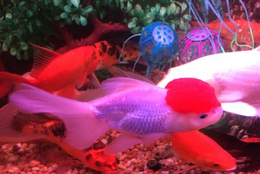 紅龍魚的價格及圖片大全集高清圖（紅龍魚的價格及圖片大全集高清圖解）