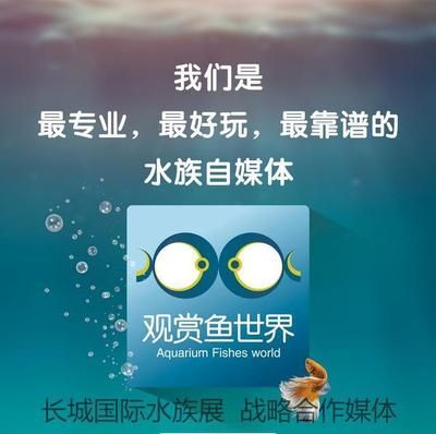 觀賞魚國際貿(mào)易合作案例：廣州南沙觀賞魚國際貿(mào)易法規(guī)解讀